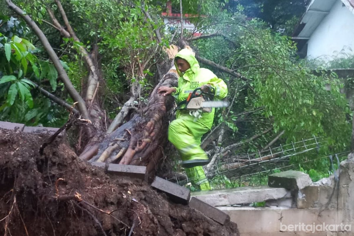 Pohon Tumbang dan Sempal di Jakarta Timur Berhasil Dievakuasi