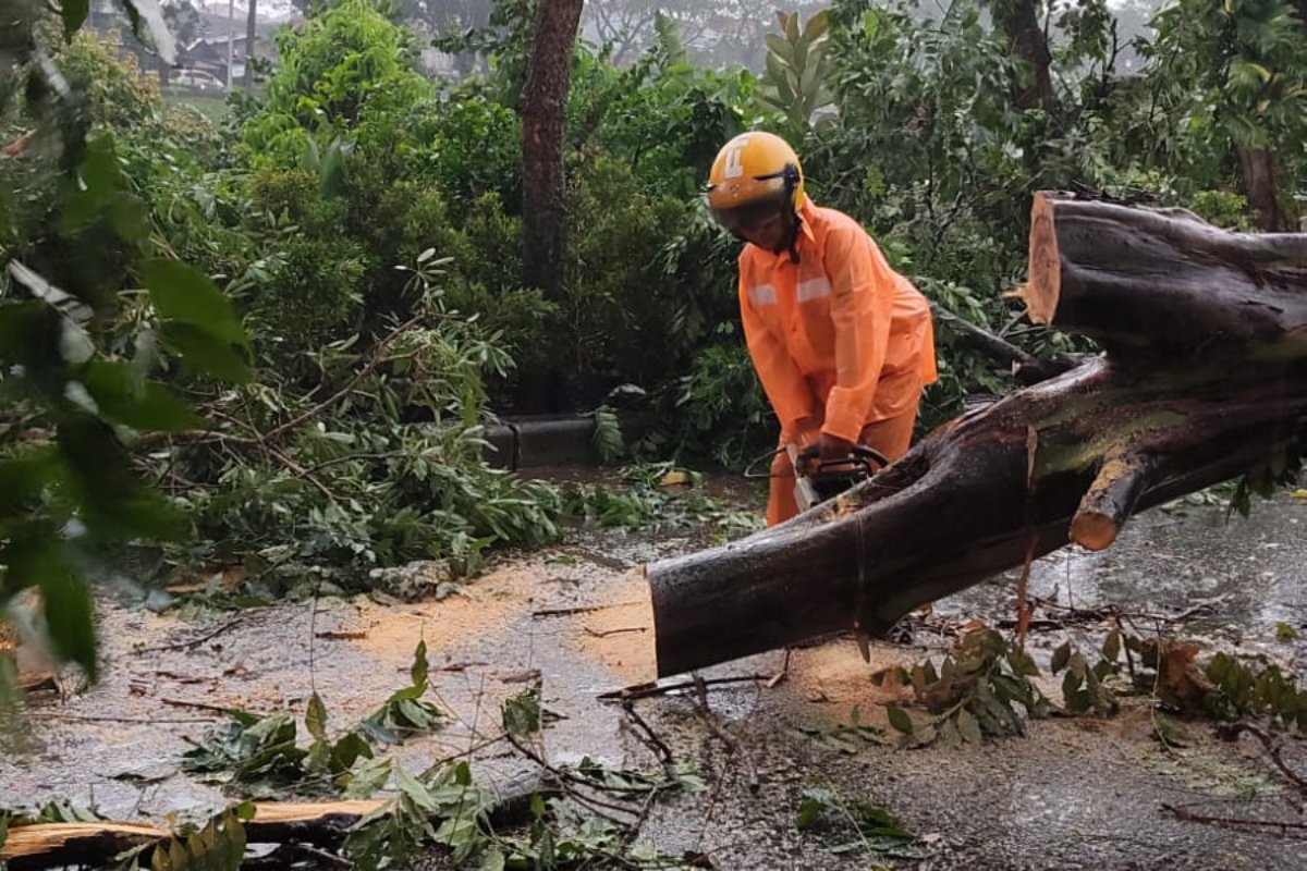 14 Pohon Tumbang dan Sempal di Jakarta Timur Berhasil Dievakuasi
