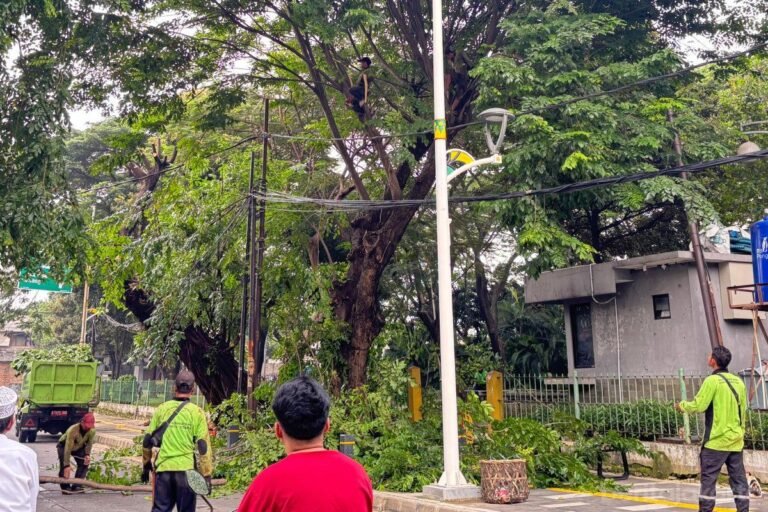 1.150 Pohon Rawan Tumbang di Jakarta Utara Sudah Ditangani