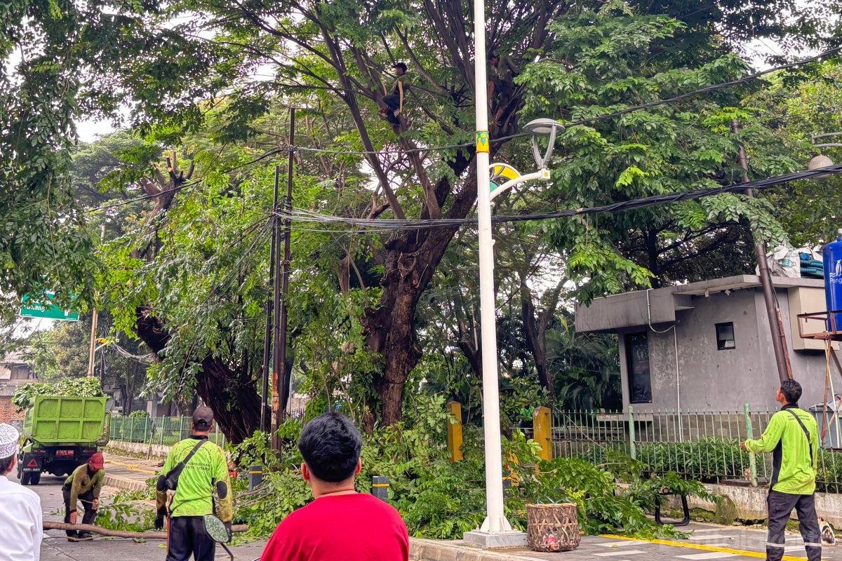 1.150 Pohon Rawan Tumbang di Jakarta Utara Sudah Ditangani