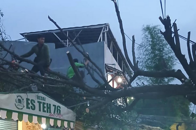 Pohon Tumbang di Batu Ampar Tuntas Dievakuasi