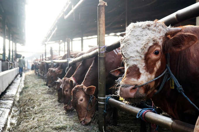 Dharma Jaya Targetkan Penyediaan 900 Ekor Sapi Penuhi Kebutuhan Iduladha