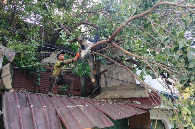 Pohon Tumbang dan Sempal di Jaktim Tuntas Dievakuasi