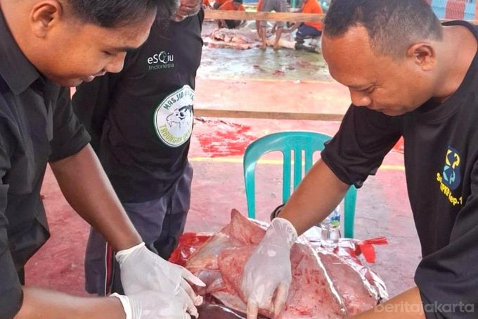 55,7 Kilogram Organ Hewan Kurban di Jaktim Diafkir