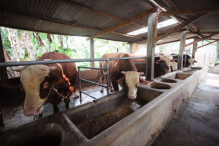 Baznas Jabar Distribusikan Hewan Kurban untuk Menguatkan Kepedulian dan Kebahagiaan Masyarakat